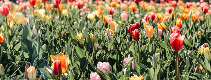 Holland - A Vibrant Country